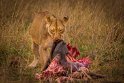 073 Zimbabwe, Hwange NP, leeuw